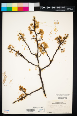 Prunus mexicana image