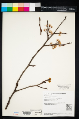 Prunus mexicana image