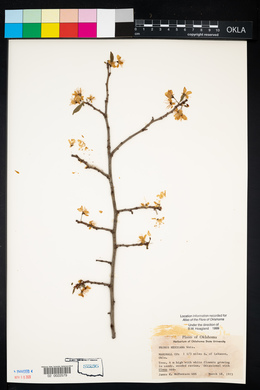 Prunus mexicana image