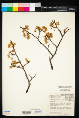 Prunus mexicana image