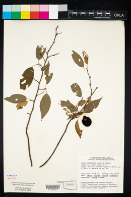 Prunus rivularis image