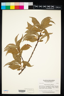 Prunus persica image