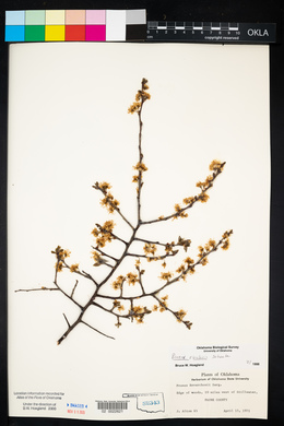 Prunus rivularis image