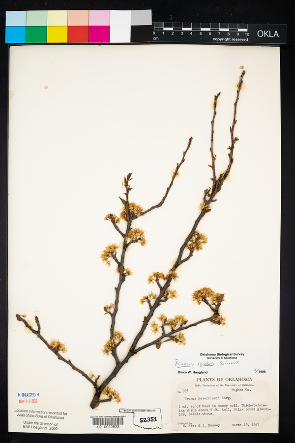 Prunus rivularis image