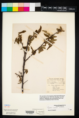 Prunus rivularis image