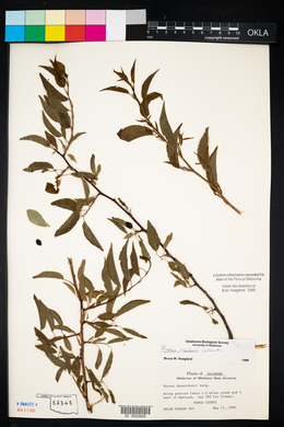 Prunus rivularis image