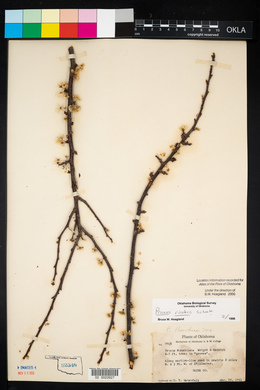 Prunus rivularis image