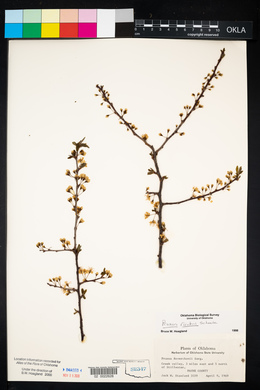 Prunus rivularis image