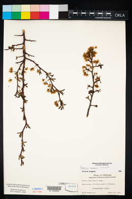 Prunus rivularis image