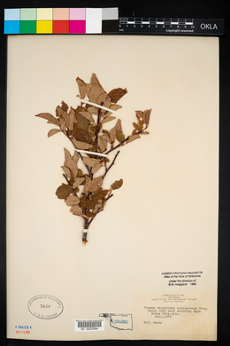 Prunus virginiana var. demissa image