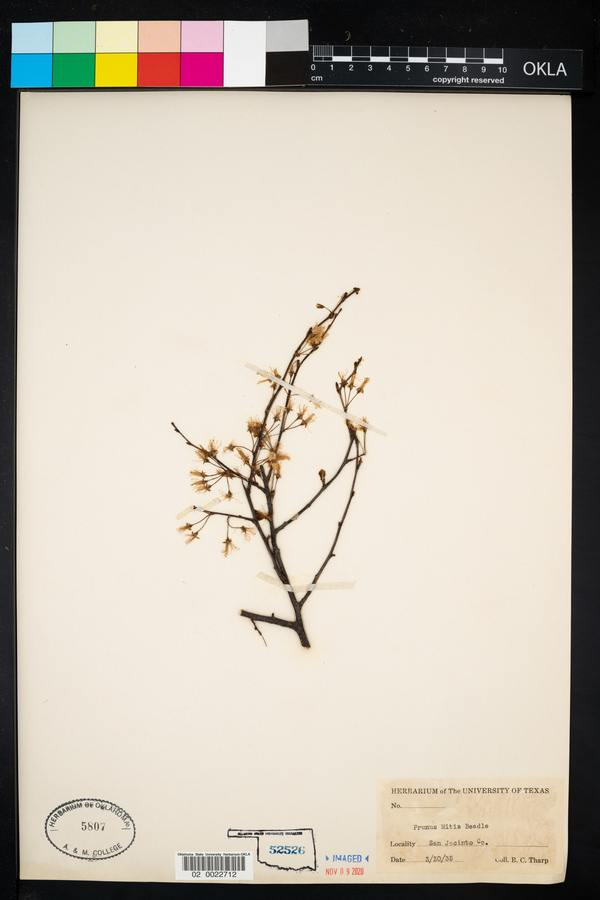 Prunus mitis image