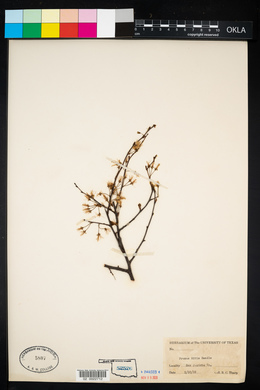 Image of Prunus mitis