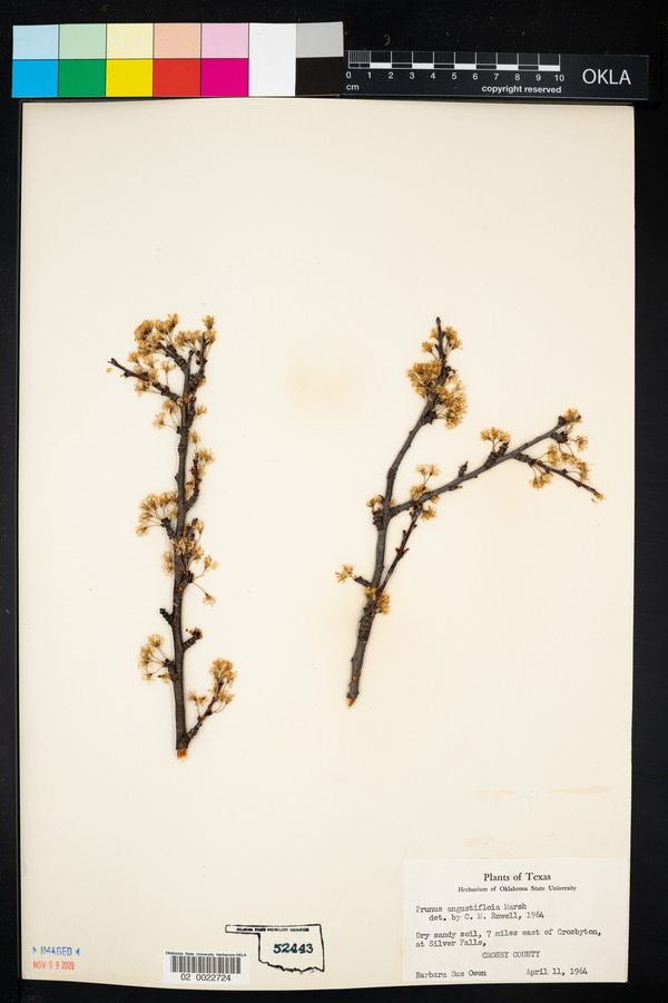 Prunus angustifolia image