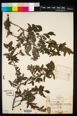 Prunus gracilis image