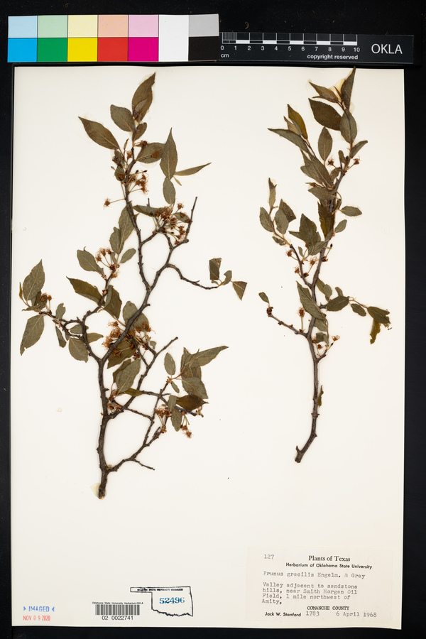 Prunus gracilis image