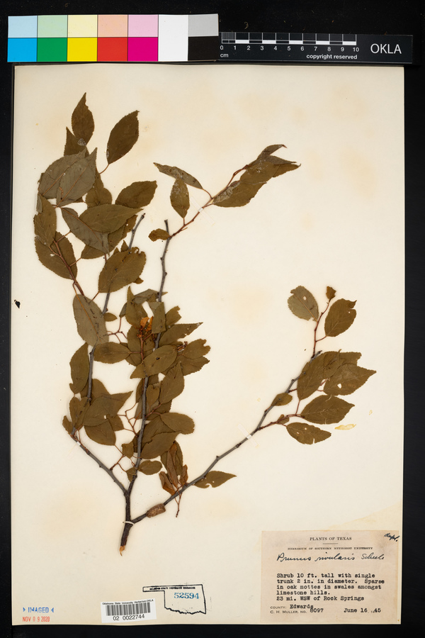 Prunus rivularis image