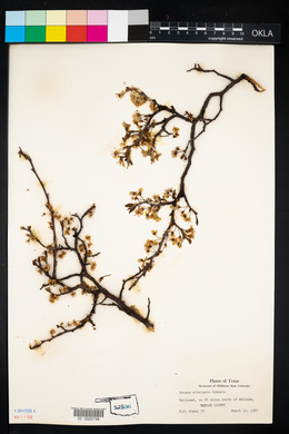 Image of Prunus rivularis