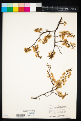 Prunus reverchonii image