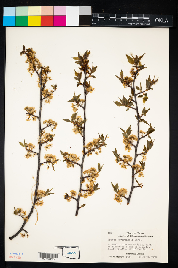 Prunus reverchonii image