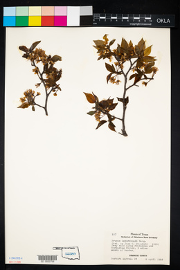 Prunus reverchonii image
