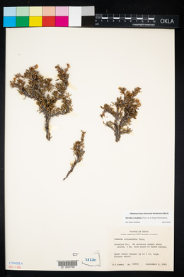 Image of Purshia ericifolia