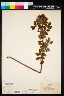 Rosa suffulta image