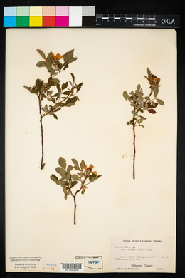 Rosa carolina subsp. carolina image