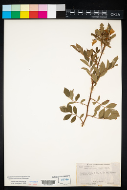 Rosa carolina subsp. carolina image