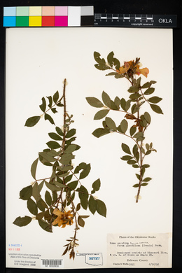 Rosa carolina subsp. carolina image