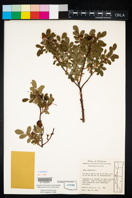 Rosa carolina subsp. carolina image