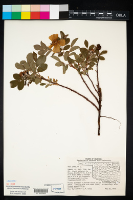 Rosa carolina subsp. carolina image