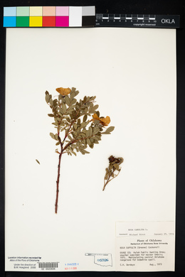 Rosa carolina subsp. carolina image