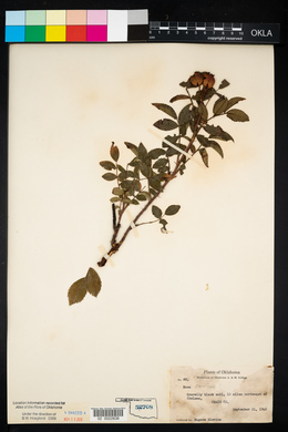 Rosa carolina subsp. carolina image