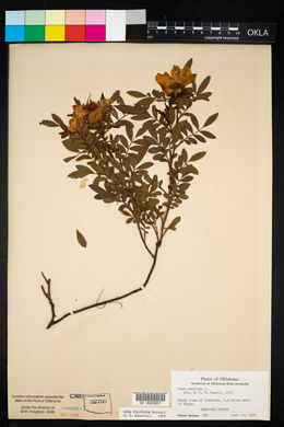 Rosa foliolosa image