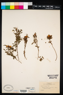 Rosa foliolosa image