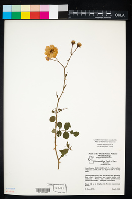 Rosa multiflora image