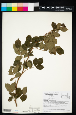 Rosa multiflora image