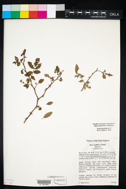 Rosa multiflora image