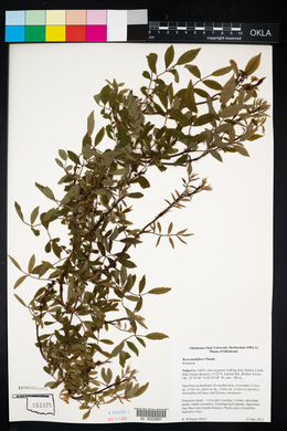 Rosa multiflora image