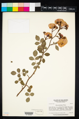 Rosa x noisettiana image