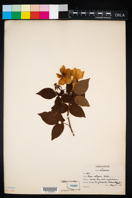 Rosa setigera image