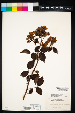 Rosa setigera image