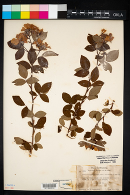 Rosa setigera image