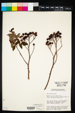 Rosa setigera image