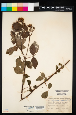 Rosa setigera image