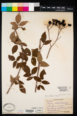 Rosa setigera image