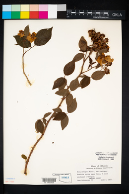 Rosa setigera image