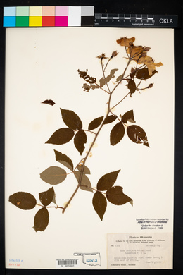 Rosa setigera image