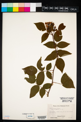 Rosa setigera image