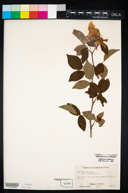 Rosa setigera image